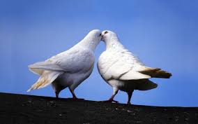 Image result for doves