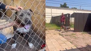 From Shelter to Savior: The Rescue Dog Who Walked Out a Stray and Came Back a Hero