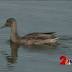 Waterfowl cause high levels of E. Coli inAnchorage'sCuddy Park