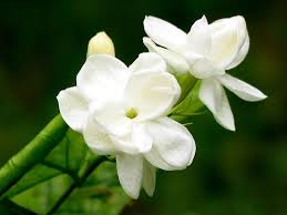 Image result for images of chameli flower
