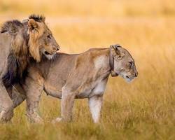 Image of Akagera National Park savannahs