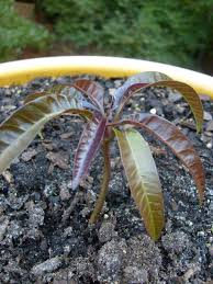 Image result for pictures of mango trees