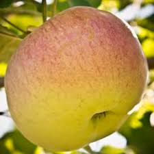 Image result for early transparent gage