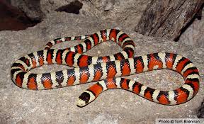 Image result for king snake