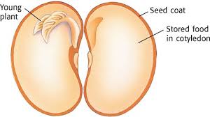 Image result for seed diagram for kids