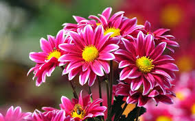 Resultado de imagen de flores bonitas