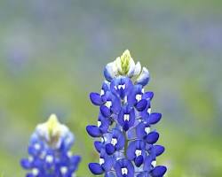 Image of Texas bluebonnet closeup