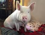 The power of a pig: How Esther The Wonder Pig is changing lives