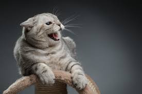 Image result for cat hissing picture