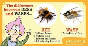 Differences between bees and wasps | Aunty acid sayings ... via Relatably.com