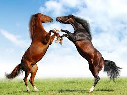 Image result for HORSE