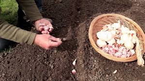 Résultat de recherche d'images pour "nouer l'ail"