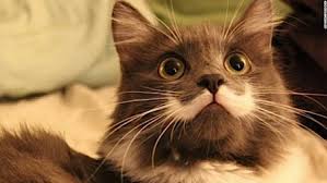 Image result for cats