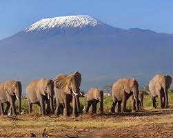 Image result for kilimanjaro mountain