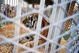 Louisiana Governor Advocates for Return of Live Tiger at LSU Football Games