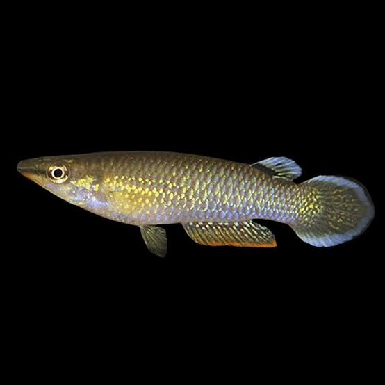 Aplocheilus Panchax - Blue Panchax - Male & Female - Killifish, Easy Care  Freshwater Fish for Thriving Aquariums, Perfect Companions for Community  Tanks - AquaTropics