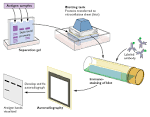 Western blot analysis