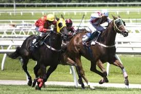 Résultat de recherche d'images pour "image de hippodrome de chevaux de course"