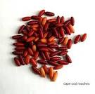 2Spikes (Fly Larvae) - Rainbow Mealworms