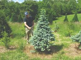 Image result for Tree plantation