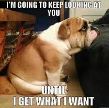 Image result for Animal Meme