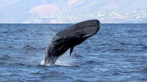 Image result for sperm whale