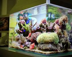 Hồ cá biển thiết kế hiện đại với kính