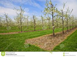 Image result for Tree plantation