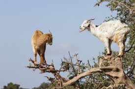 Image result for goat tree