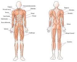 Resultado de imagen para cuerpo humano
