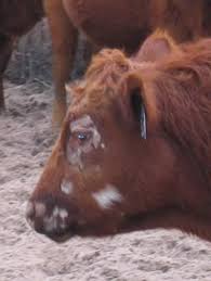 Image result for "ringworm in cattle"