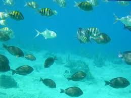 Image result for punta cana snorkeling with sharks