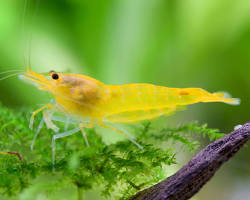 Obrázek: Caridina sp. Yellow King Kong shrimp