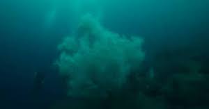 Giant 300-Year-Old Black Coral Found in New Zealand