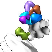 Αποτέλεσμα εικόνας για Bundibugyo ebola-chan