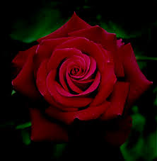 Image result for tea roses