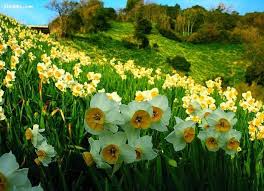 نتیجه تصویری برای عکس های زیبا دسته گل مریم و نرگس