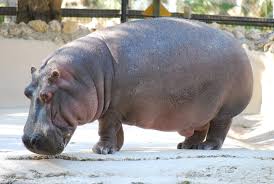 Image result for hippopotamus