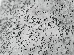 Invazie de purici de zăpadă în Cluj. Insectele trăiesc şi la - 8 grade