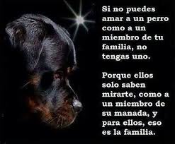 Resultado de imagen para imagenes de perros con frases