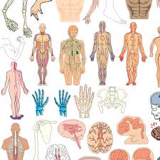 Resultado de imagen para cuerpo humano