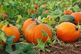 pumpkin plant ile ilgili görsel sonucu