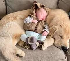 Забота ретривера о младенце растрогала соцсети