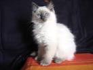 Chatterie ragdoll