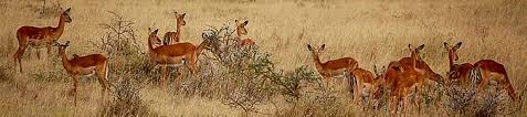 Image result for KIGIO CONSERVANCY IMAGES