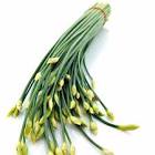 Chinese chives