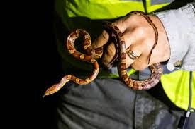 Winner of Florida python hunting contest nabs 96 snakes: ‘I was on a mission’