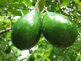 avocado plants ile ilgili görsel sonucu