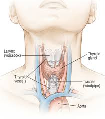 Image result for free images of hyperthyroidism
