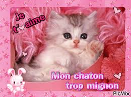 Résultat de recherche d'images pour "image de chaton trop mignon"